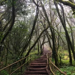 Garajonay National Park - Canary Islands