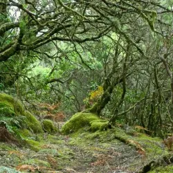 Garajonay National Park - Canary Islands