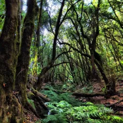Garajonay National Park - Canary Islands
