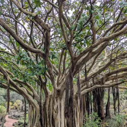 Jardín Botánico Canario Viera y Clavijo - Canary Islands
