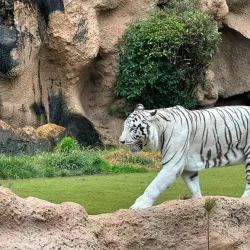 Loro Parque - Canary Islands