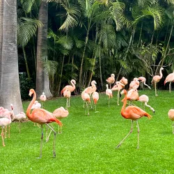 Loro Parque - Canary Islands
