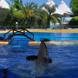 Loro Parque - Canary Islands