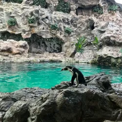 Loro Parque - Canary Islands