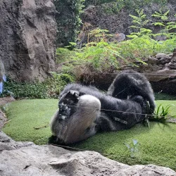 Loro Parque - Canary Islands