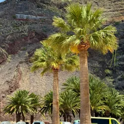 Playa de las Teresitas - Canary Islands