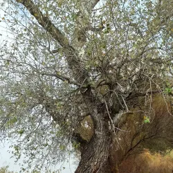 Ruta de Senderismo del Río Guadalhorce - Cartama