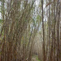 Ruta de Senderismo del Río Guadalhorce - Cartama