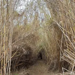 Ruta de Senderismo del Río Guadalhorce - Cartama
