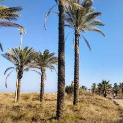 Playa del Pinar - Castello de la Plana