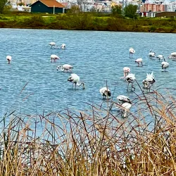 Natural Park of the Bay of Cádiz (Parque Natural Bahía de Cádiz) - Chiclana de la Frontera