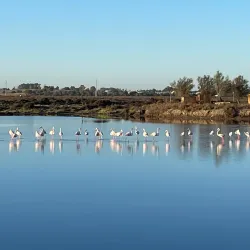 Natural Park of the Bay of Cádiz (Parque Natural Bahía de Cádiz) - Chiclana de la Frontera