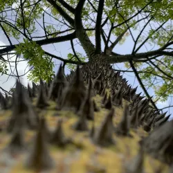 Parque Público Municipal El Retín - Chiclana de la Frontera