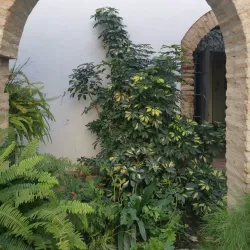 Jewish Quarter (Judería) - Cordoba