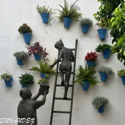 Patios of Córdoba - Cordoba