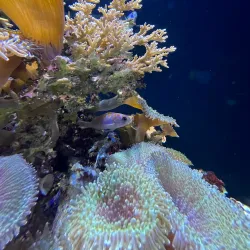 Aquarium Finisterrae - Corunna