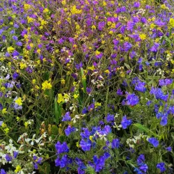 El Paso Town Center - El Paso