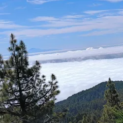 Los Tilos Forest - El Paso