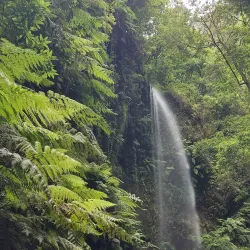 Los Tilos Forest - El Paso