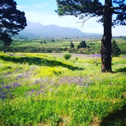 Parroquia de Nuestra Señora del Pino - El Paso