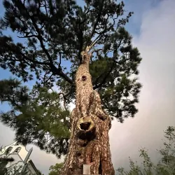 Parroquia de Nuestra Señora del Pino - El Paso