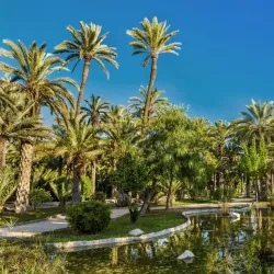 Palmeral of Elche - Elche