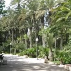 Palmeral of Elche - Elche
