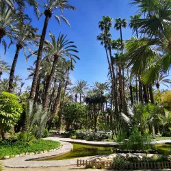 Palmeral of Elche - Elche