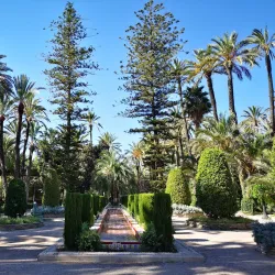 Palmeral of Elche - Elche
