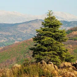 Los Reales de Sierra Bermeja Natural Area - Estepona