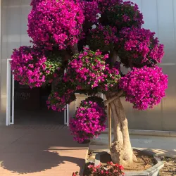 Orchidarium Estepona - Estepona