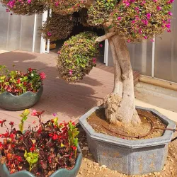 Orchidarium Estepona - Estepona