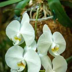 Orchidarium Estepona - Estepona