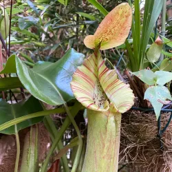 Orchidarium Estepona - Estepona