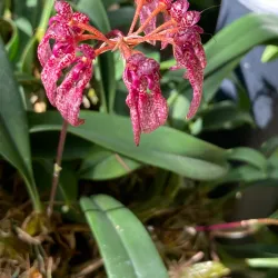 Orchidarium Estepona - Estepona