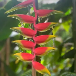 Orchidarium Estepona - Estepona