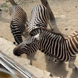 Selwo Aventura - Estepona