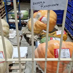 Mercat Municipal de Gandia (Gandia Municipal Market) - Gandia