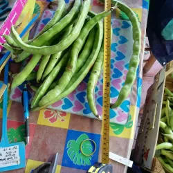 Mercat Municipal de Gandia (Gandia Municipal Market) - Gandia