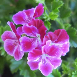 Parque Lorenzo Azofra - Getafe