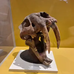 Museum of Guadalajara - Guadalajara