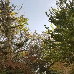 Torreón del Alamín - Guadalajara