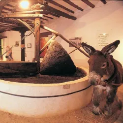 Olive Oil Museum (Museo del Aceite de Oliva) - Jaen
