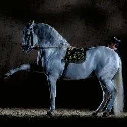 Royal Andalusian School of Equestrian Art - Jerez de la Frontera