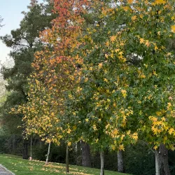 Parque de La Moraleja - La Moraleja