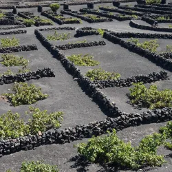 La Geria - Lanzarote