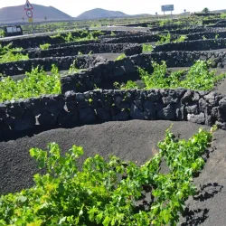 La Geria - Lanzarote