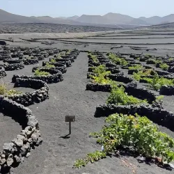 La Geria - Lanzarote