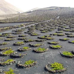 La Geria - Lanzarote