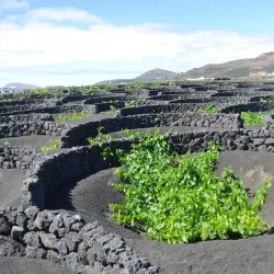 La Geria - Lanzarote